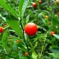 winter-cherry